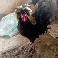 مرغ و خروس لهستانی