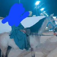 اسب عرب نریون|اسب و تجهیزات اسبسواری|بم, |دیوار