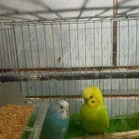 مرغ عشق|پرنده|اهواز, کوی مندلی(سه راه خرمشهر)|دیوار