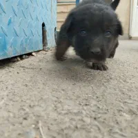 واگذاری سگ ژرمن شپرد|سگ|تهران, شهرک طالقانی|دیوار