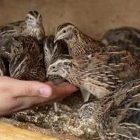 بلدرچین بالغ (تخم گذار )به تعداد