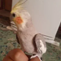 عروس هلندی سخنگو