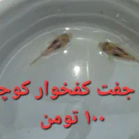 گوپی مولد و...|ماهی|چهاردانگه (تهران), |دیوار