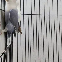 جفت طوطی کوتوله|پرنده|مشهد, شاهد (شهرک غرب)|دیوار