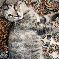 واگذاری گربه حمایتی