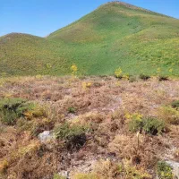 گوسفند واسە کرایە