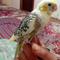 جوجه عروس هلندی|پرنده|ارومیه, |دیوار