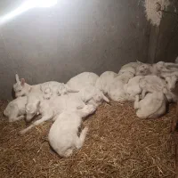 بزغاله شیری  سانن اصل