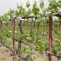 کاشت ونصب انگور،