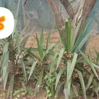 گل و نهال درخت|گل و گیاه طبیعی|ماسال, |دیوار