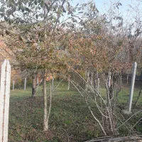 زمین ۲۵۰،۱۵۰متری در ولم|فروش زمین و ملک کلنگی|بهشهر, |دیوار