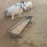 بره بومی چاق درجه یک|حیوانات مزرعه|حمیدیا, |دیوار