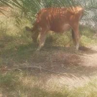 گوساله سوزنی نسل شیری|حیوانات مزرعه|جیرفت, |دیوار