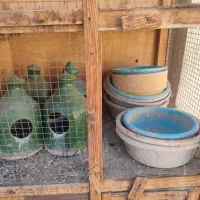 جفت کنی و جاآبی کبوتر|لوازم جانبی حیوانات|پاکدشت, پاکدشت (مامازند)|دیوار