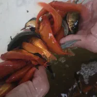 ماهی قرمز طعمه