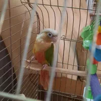 گرینچیک دو ماهه رام