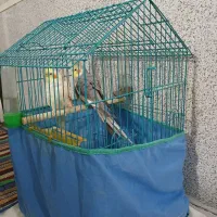 عروس هلندی نروماده