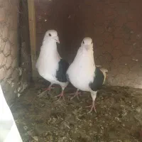 کفتر|پرنده|یزد, |دیوار