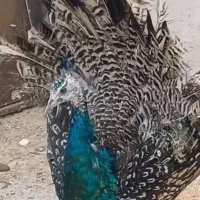 طاووس نر مصری ۷ماهه|پرنده|مشهد, رده|دیوار