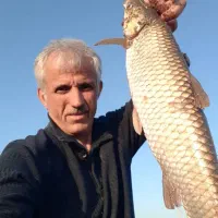 کشاورزی بچه ماهی کپور بشقابی آمور شمشیری،