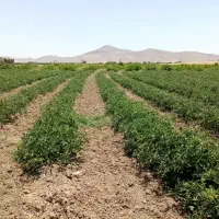 کار تیلر و شخم زدن