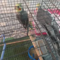 عروس هلندی جفت با دوتا جوجه