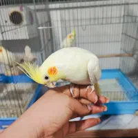 عروس هلندی ماده آماده دستی