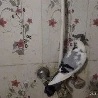 فروش 3عدد پلنگ کرمانی