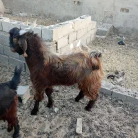 یه عدد کره نر چاق