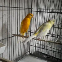 قناری نروماده .