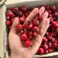 انارخشک تزئینی طبیعی