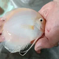 فروش ویژه ماهی دیسکس|ماهی|مشهد, خلق آباد سفلی|دیوار