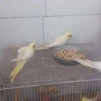 عروس هلندی لوتینو .سیاموند .ایزابلا