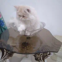 واگذاری چند گربه پرشین