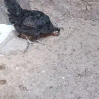 مرغ