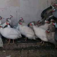 مرغ شاخدار و خروس براکل سرایان