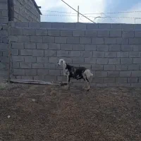 بره قوچ پلنگی