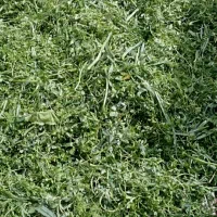 انواع‌سبزیجات‌خشک‌معطر