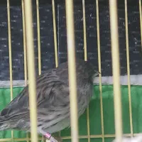 ماده قناری|پرنده|سوسنگرد, |دیوار