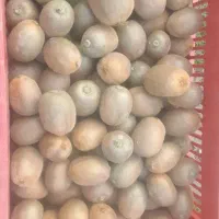 ۴تن کیوی ۷۰ گرم تا ۱۲۰ گرم به فروش میرسد اماده