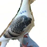 جوجه پشتی تاووسی لنگ نرفروشی