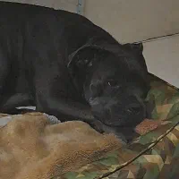 سگ گمشده کنکورسو پیتبول در بابل|حیوانات|بابل, |دیوار