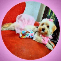 سگ مالتی پو