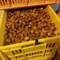 قصب|خوردنی و آشامیدنی|سعدآباد, |دیوار