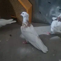 کبوتر طوقی