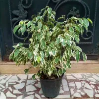 بنجامین ابلق و گلهای دیگه بدون هیچ گونه لک و زدگی