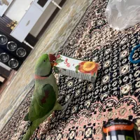 شاه طوطی نر سخنگو رام