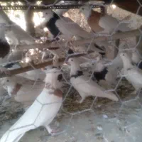 کبوتر طوقی|پرنده|اردکان, |دیوار