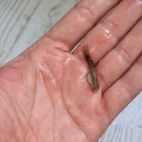 ماهی گوپی و حلزون مخروطی