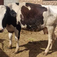 گاو هلشتاین زایمان دوم